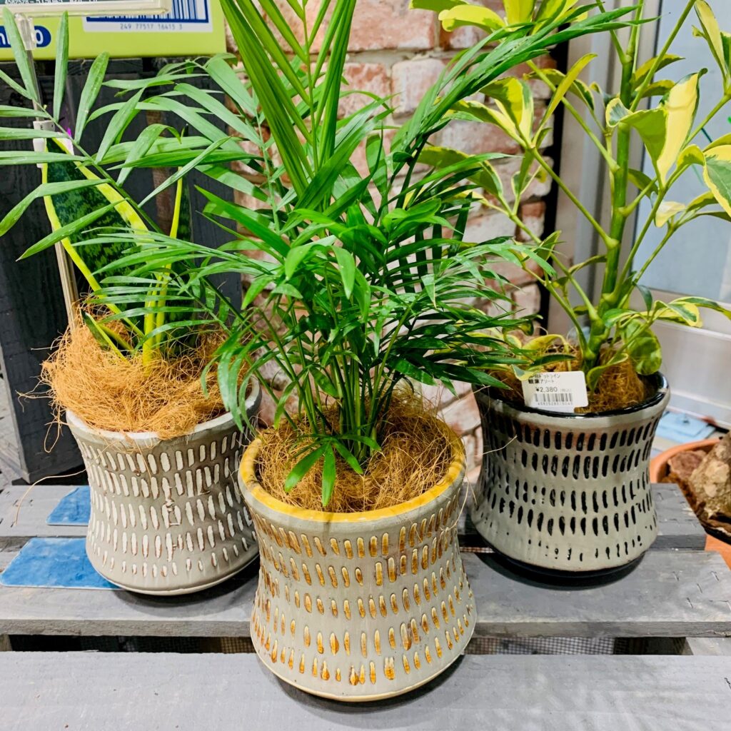 カインズの観葉植物